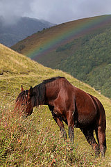 Adishi  Georgien Pferd grast im Gebirge an einem Hang