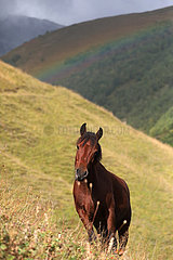 Adishi  Georgien Pferd steht im Gebirge aufmerksam an einem Hang