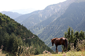 Zegani  Georgien  Pferd im Gebirge