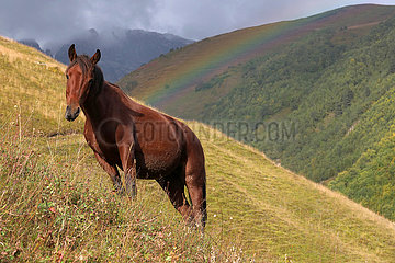 Adishi  Georgien Pferd steht im Gebirge aufmerksam an einem Hang