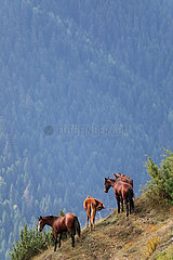 Zegani  Georgien  Pferde stehen im Gebirge an einem Hang