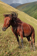 Adishi  Georgien Pferd steht im Gebirge an einem Hang und schuettelt sich