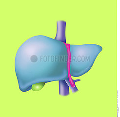 LIVER  DRAWING