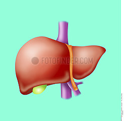 LIVER  DRAWING