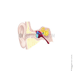 INTERNAL EAR  DRAWING