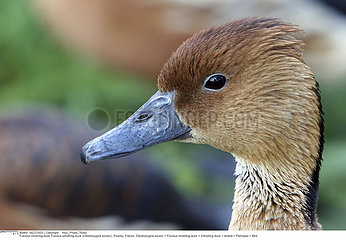 FULVOUS WHISTLING DUCK