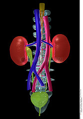 URINARY SYSTEM  DRAWING