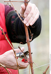 GRAPEVINE PRUNING