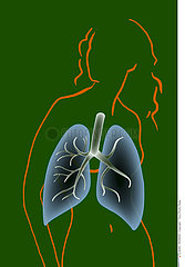 LUNG  DRAWING