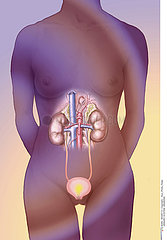 URINARY SYSTEM  DRAWING