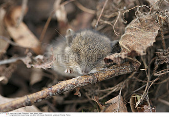 LONG TAILED FIELD MOUSE