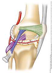 KNEE LIGAMENT  DRAWING