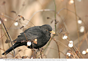 EURASIAN BLACKBIRD