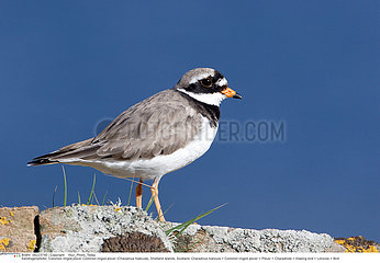 COMMON RINGED PLOVER