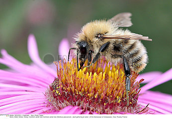 COMMON CARDER BEE