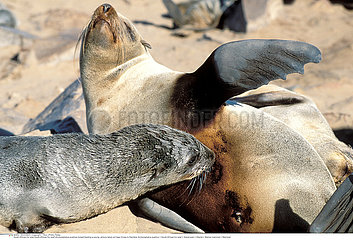 SOUTH AFRICAN FUR SEAL