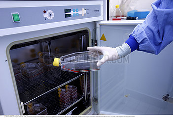 CELL CULTURE