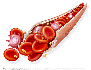 BLOOD CELL  DRAWING