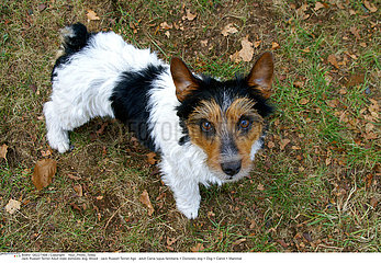 DOG  JACK RUSSELL TERRIER