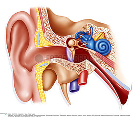 INTERNAL EAR  DRAWING