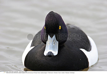 TUFTED DUCK
