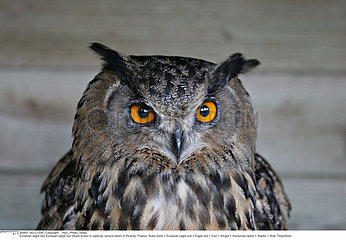 EURASIAN EAGLE OWL