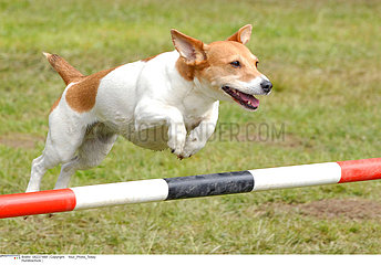 DOG  JACK RUSSELL TERRIER