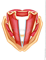 VOCAL CORD  DRAWING