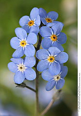 WATER FORGET ME NOT