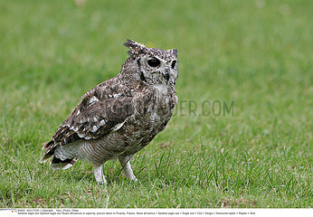 SPOTTED EAGLE OWL