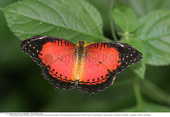 RED LACEWING