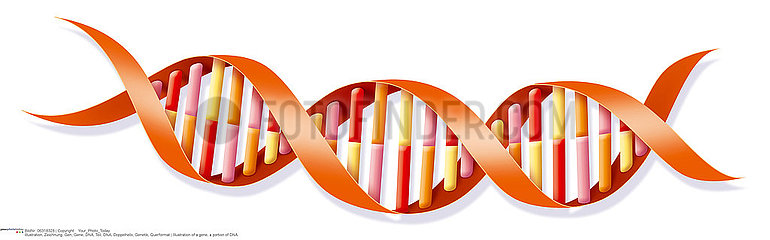GENETICS  DNA