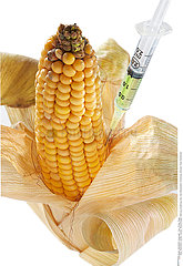 BIOTECHNOLOGY  GMO