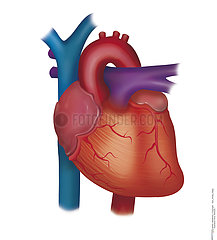 HEART  ANATOMY