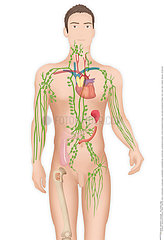 LYMPHATIC SYSTEM DRAWING