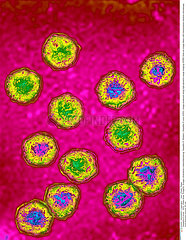 HEPATITIS D VIRUS