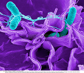 Salmonella bacteria Imagerie
