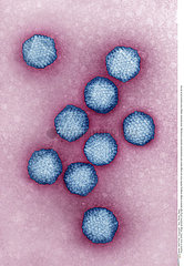 HEPATITIS A VIRUS