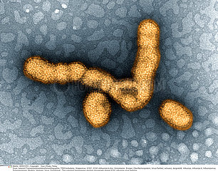 H1N1 virus particles