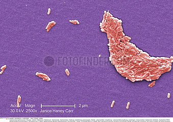 Salmonella typhimurium bacteria Imagerie