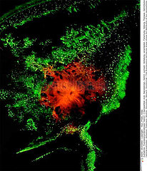 Fluorescence Microscopy Lights Up Nanoparticles