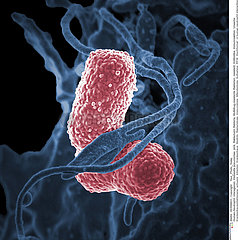 Klebsiella pneumoniae Bacteria Imagerie