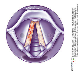VOCAL CORD  DRAWING Illustration