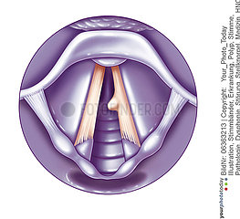 VOCAL CORD  DRAWING Illustration