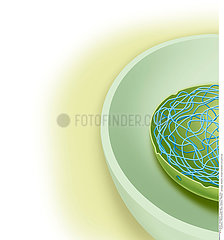 PLANT CELL  DRAWING Illustration