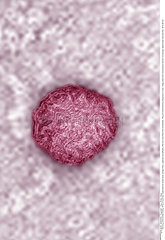 Flavivirus