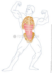ABDOMINAL MUSCLES  DRAWING Illustration