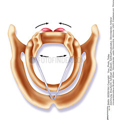 VOCAL CORD  DRAWING