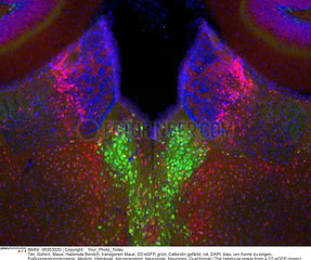 Habenula region of a transgenic mouse