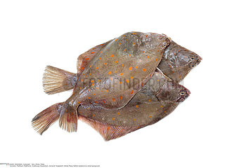 Whole Plaice flatfish